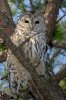 barred-owl-by-Carl-Jappe (1).jpg