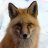 Red Fox
